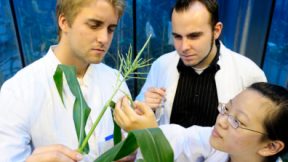 Studenten untersuchen Mais und Getreidepflanzen